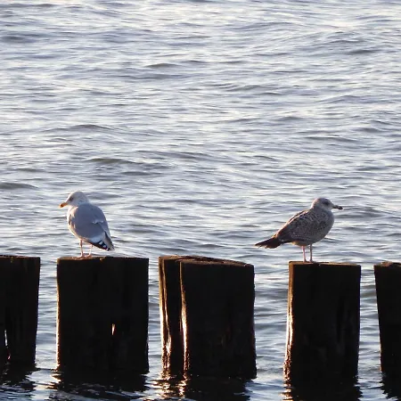 Appartamento Ebel Objekt 27396 Rostock